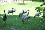 2013 07 06 beauval 228